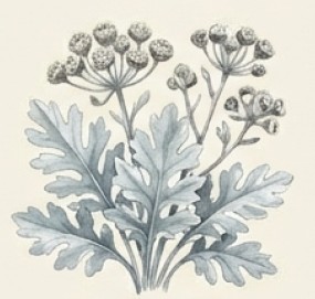 Silberblatt